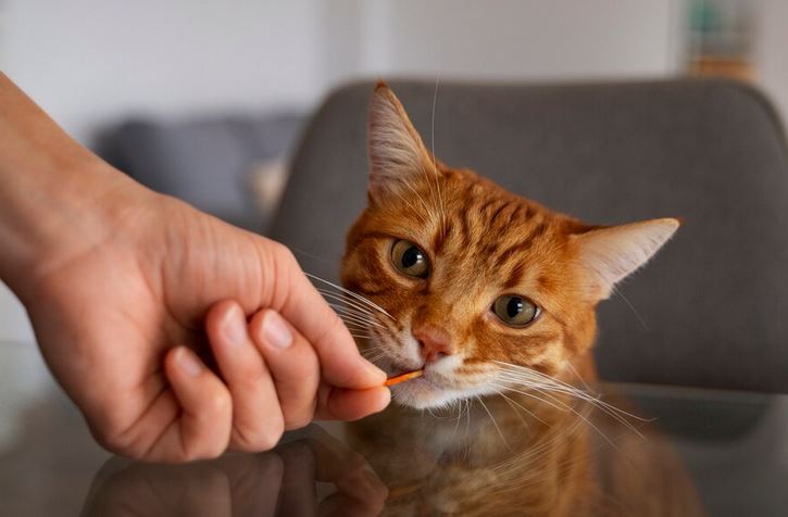 Didekati Kucing Saat Makan? Jangan Diusir dan Menjauh, Ada 3 Pesan yang Disampaikan