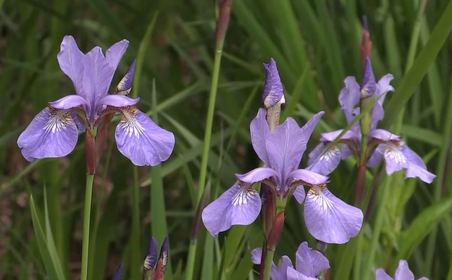 Siberian Iris: Bunga Cantik yang Dipercaya Membawa Keberuntungan 