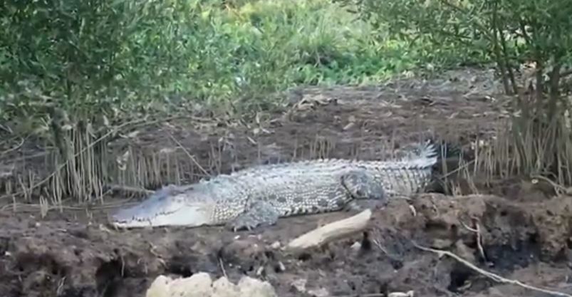 Buaya Serang Pemancing, Dada dan Punggung Robek