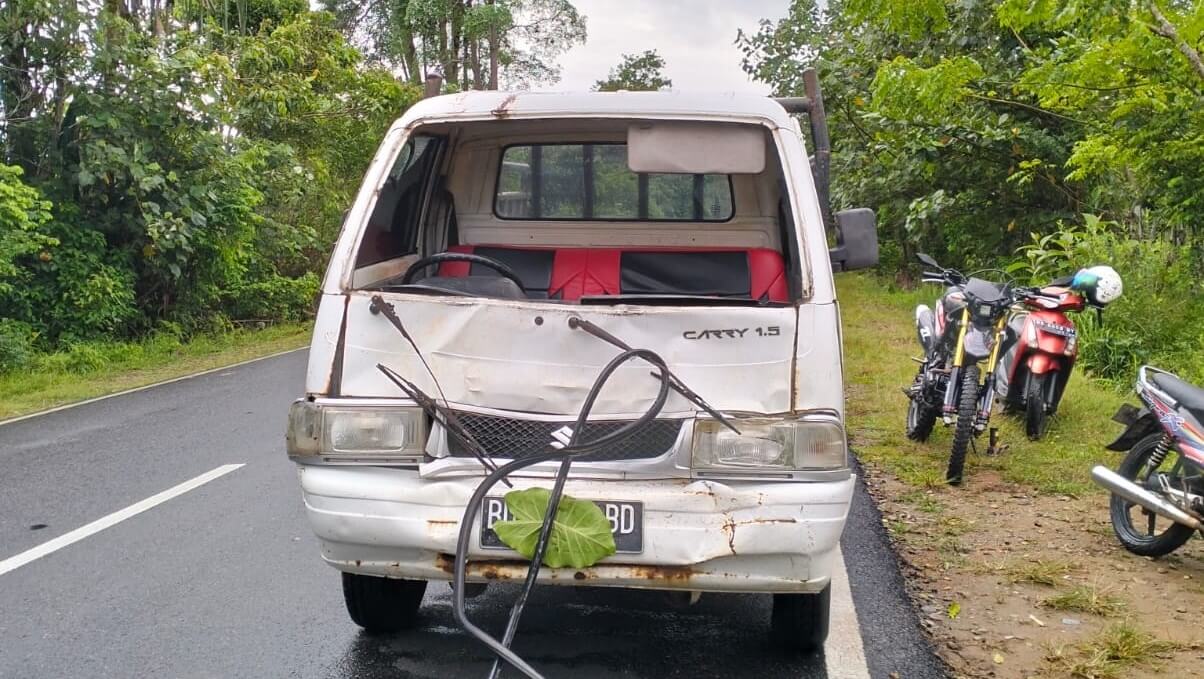 Ternak Kembali Sebabkan Lakalantas di Bengkulu Selatan, Mobil Penyok, Pengendara Motor Dilarikan ke RS