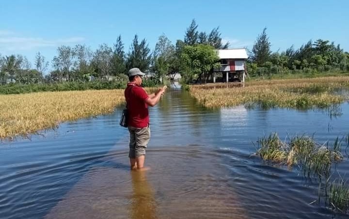 Dinas Pertanian Bengkulu Selatan Siapkan Bantuan Pangan untuk Petani Korban Banjir Rob