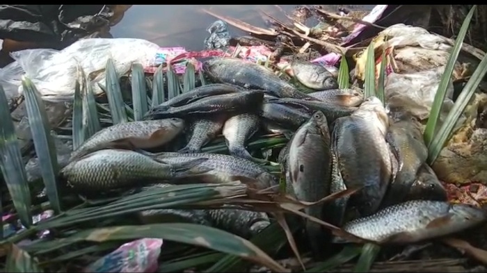 Banyak Ikan Mati, Kades Minta Pemkab Bertindak