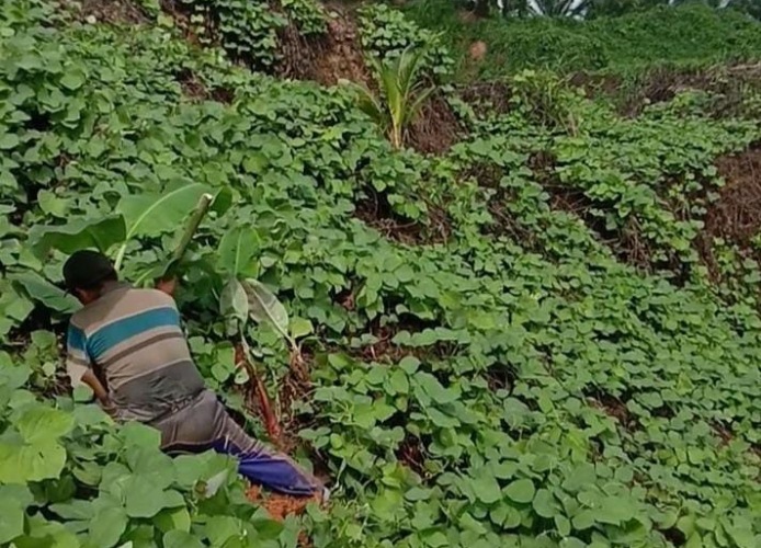 Konflik Lahan Antara Petani dan Perusahaan di Bengkulu Kembali Bergejolak, Tanaman Petani Dirusak