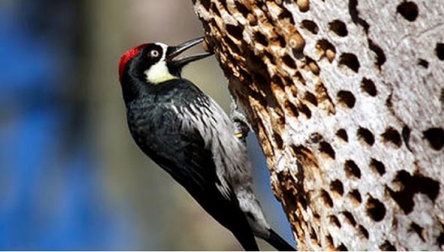 Fakta Unik Platuk Acorn, Burung Berwajah Badut, Suka Menabung dan Berjiwa Sosial