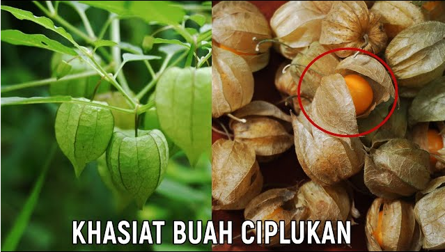 9 Manfaat Buah Ciplukan untuk Kesehatan dan Kandungannya 