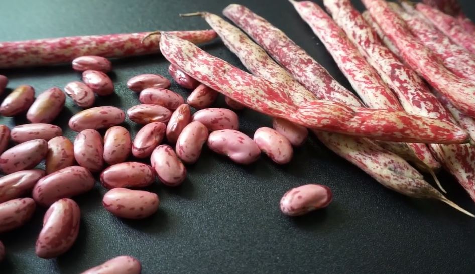 16 Manfaat Kacang Merah untuk Kesehatan dan Kecantikan! Awas Jangan Salah Mengolah, Bisa Keracunan