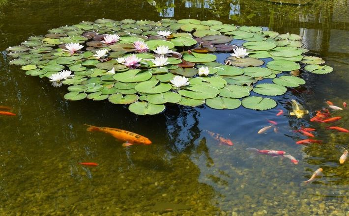 Air Kolam Ikan Cepat Kotor? Tanam Tanaman Penjernih Air Berikut Ini, Asri dan Aman Buat Ikan 