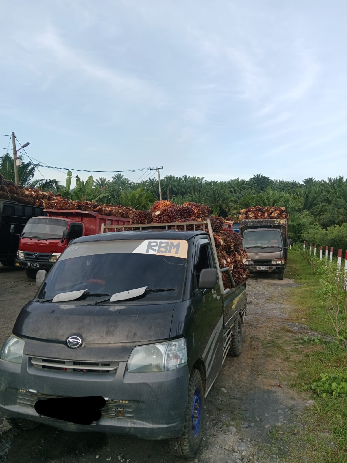 Harga Jual TBS Berpotensi Kembali Turun, Berikut Alasannya