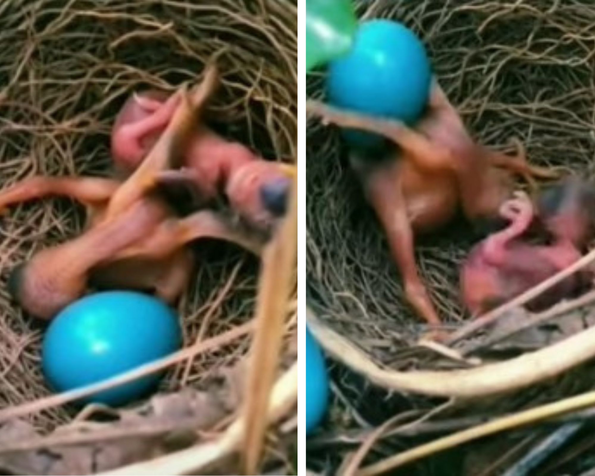 Kejamnya Burung Kedasih: Telur Dibuang, Anak Inang Dimakan