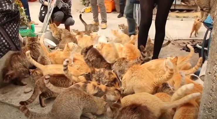 Gila, Di Jepang Ada Pulau Penuh Kucing, Jumlahnya Jauh Lebih Banyak Dari Jumlah Manusia 