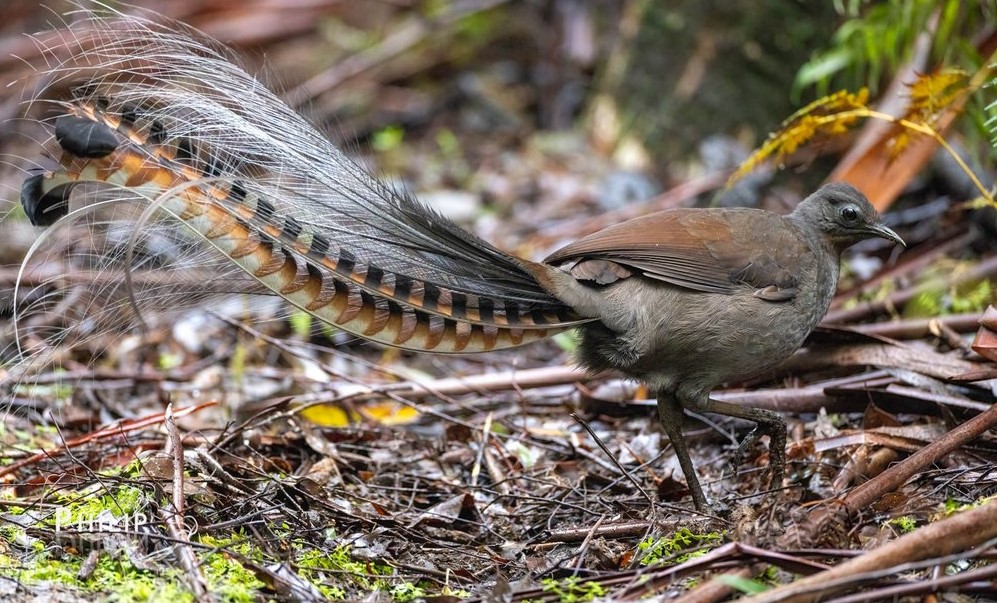 Fakta Menarik Lyrebird, Burung Langka Khas Australia yang Mampu Meniru Tangisan Bayi