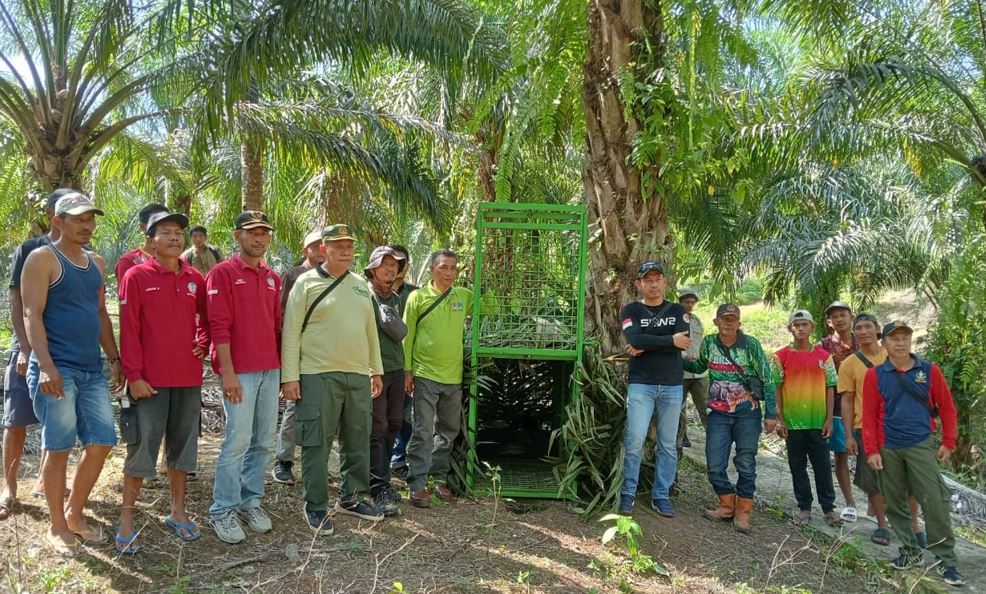 Harimau Teror Warga Desa Tanjung Kuaw Seluma, 3 Kambing Jadi Korban