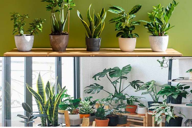 Insiprasi Tanaman Teras Rumah Estetik Hemat Biaya, Cantik Dipandang dan Mudah Dirawat