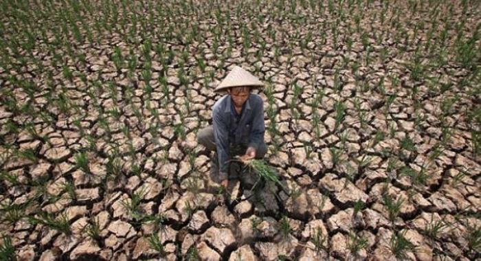 Dampak Kemarau dan El Nino, Ribuan Hektar Sawah di Bengkulu Kekeringan, Ini Lokasinya