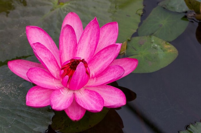 7 Manfaat Bunga Teratai untuk Kecantikan, Mulai Mencegah Kerutan di Wajah Hingga Mengatasi Ketombe 