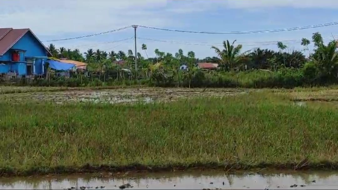 Tahun Depan, Dinas Pertanian Bengkulu Selatan Prioritaskan Sawah Tadah Hujan 