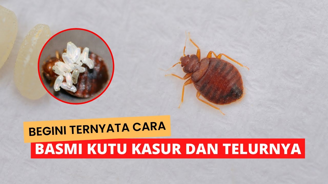 Tak Perlu Dijemur Apalagi Dicuci, 2 Bahan Ini Ternyata Terbukti Efektif Membasmi Kutu Kasur 