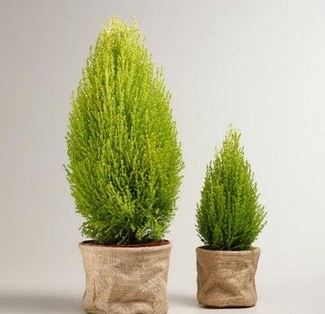 5 Tanaman Hias Indoor yang Bantu Bersihkan Udara Rumah, Sejuk dan Menyehatkan