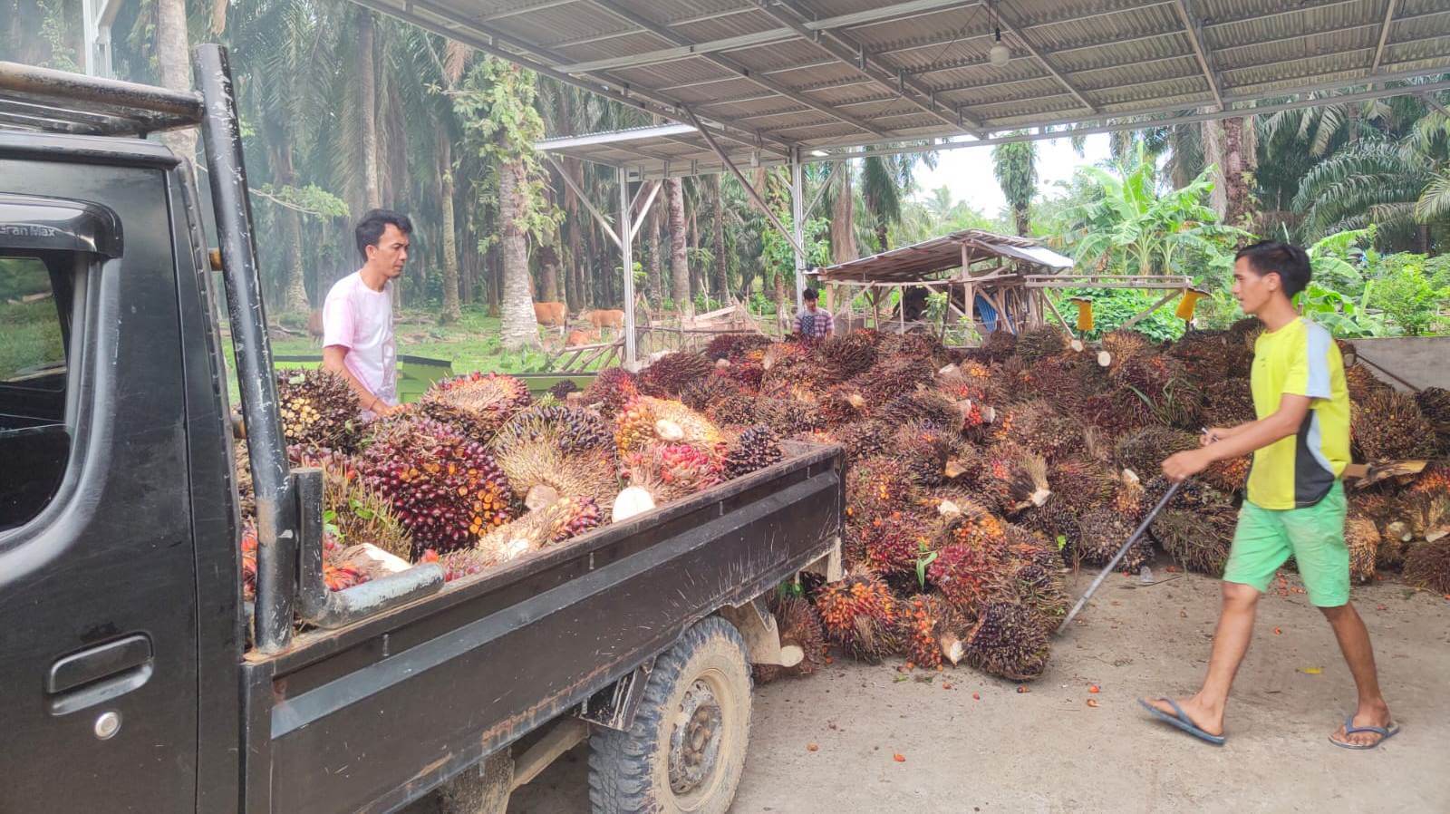 Harga TBS Kelapa Sawit Bikin Petani Bengkulu Selatan “Lesu”