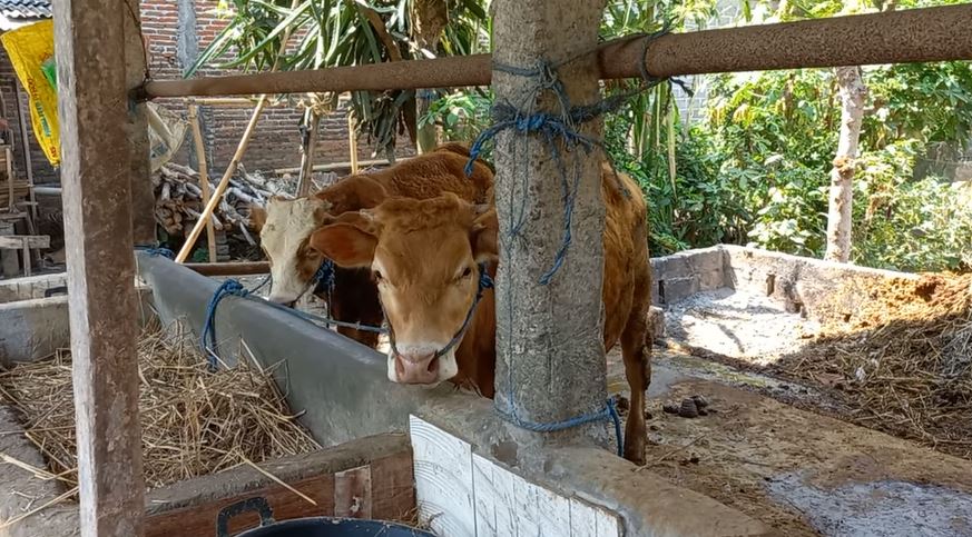 Wabah Cacingan Serang Ternak Sapi Bali di Bengkulu Selatan