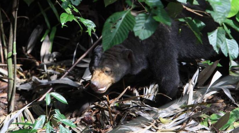 Beruang Madu Teror Warga Seluma, BKSDA Masih Pantau Kondisi, Khawair Ada Korban Jiwa