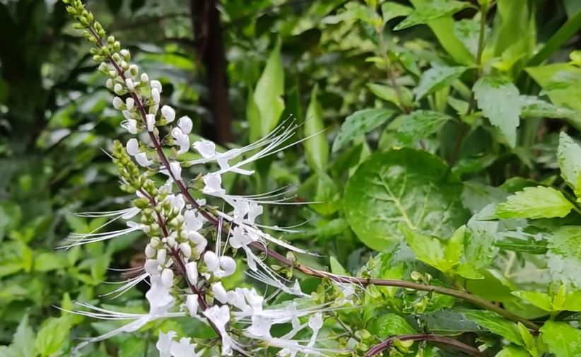 Kumis Kucing: Tanaman Herbal yang Ampuh Menurunkan Kadar Asam Urat