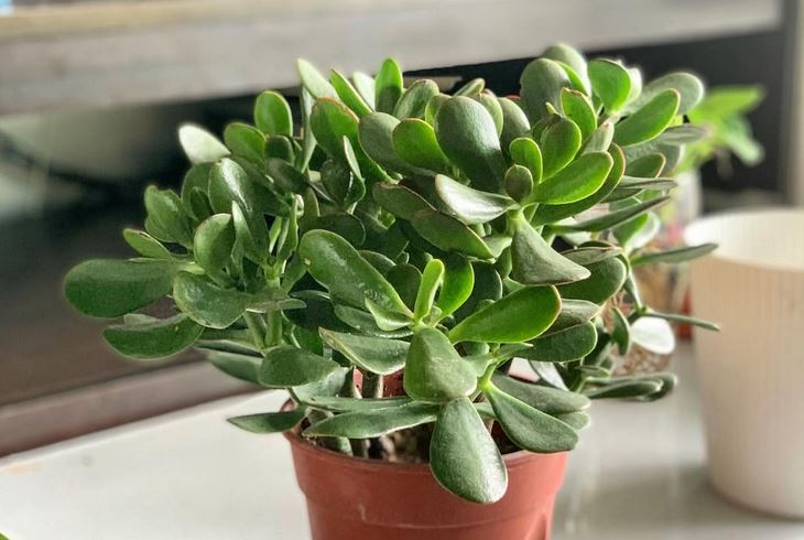 5 Pilihan Tanaman Daun Kecil Hijau untuk Memperindah Rumah