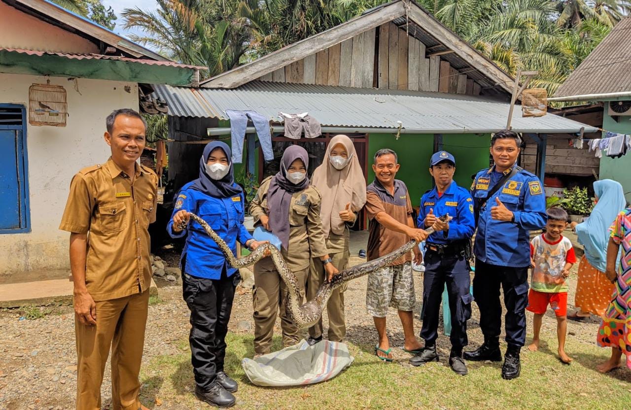 Ular Piton Masuk Kandang Ayam