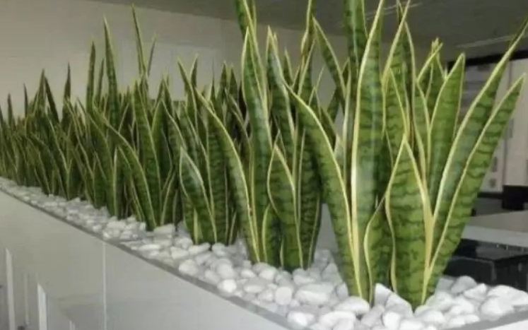 Inspirasi Tanaman Estetik untuk Teras Sempit Rumah Minimalis