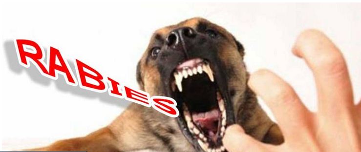 Bahaya! Ratusan Warga Seluma Digigit ANjing, Rentan Tertular Rabies, Ini Rincian Kasusnya