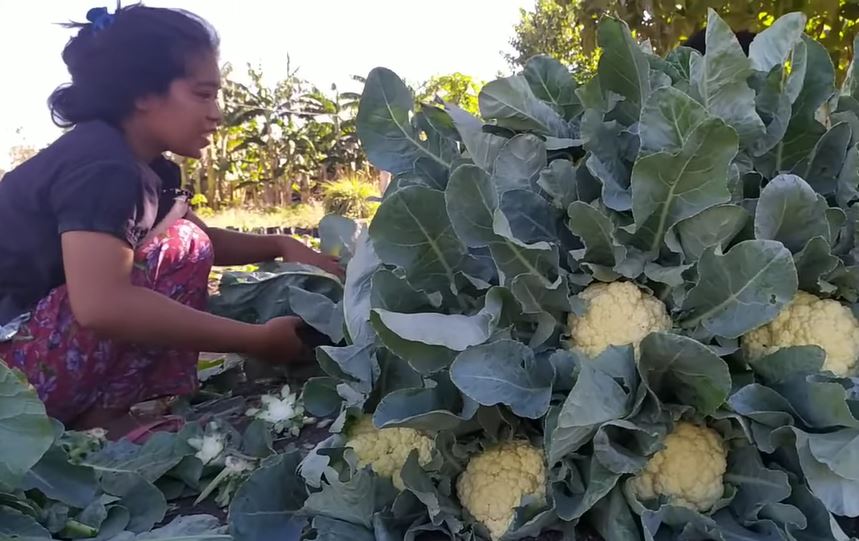 Selain Baik untuk Jantung, Ini Manfaat Lain Kembang Kol untuk Kesehatan 