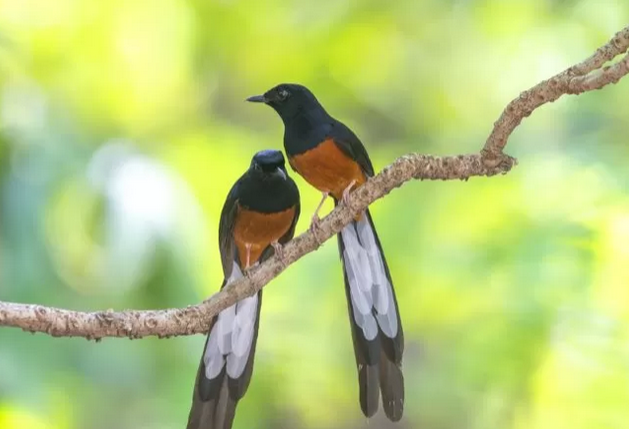 Pencinta Burung Wajib Tahu! Ini 7 Jenis Burung yang Mudah Diternak dan Paling Menguntungkan