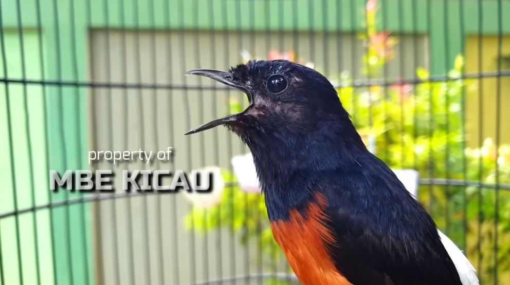 Cara Menaikan Mental Burung Murai Batu Saat Akan Turun Lomba, Jangan Cuma Jago Kandang