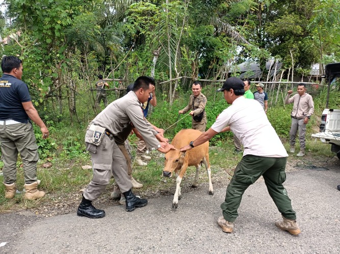 Denda Hewan Ternak Berkeliaran di Bengkulu Selatan Naik Menjadi Rp2 Juta 