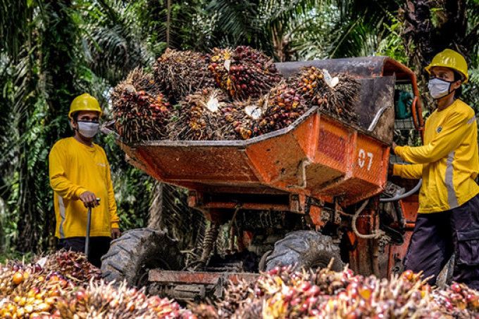 Duh, Harga Sawit di Bengkulu Selatan Kembali Turun