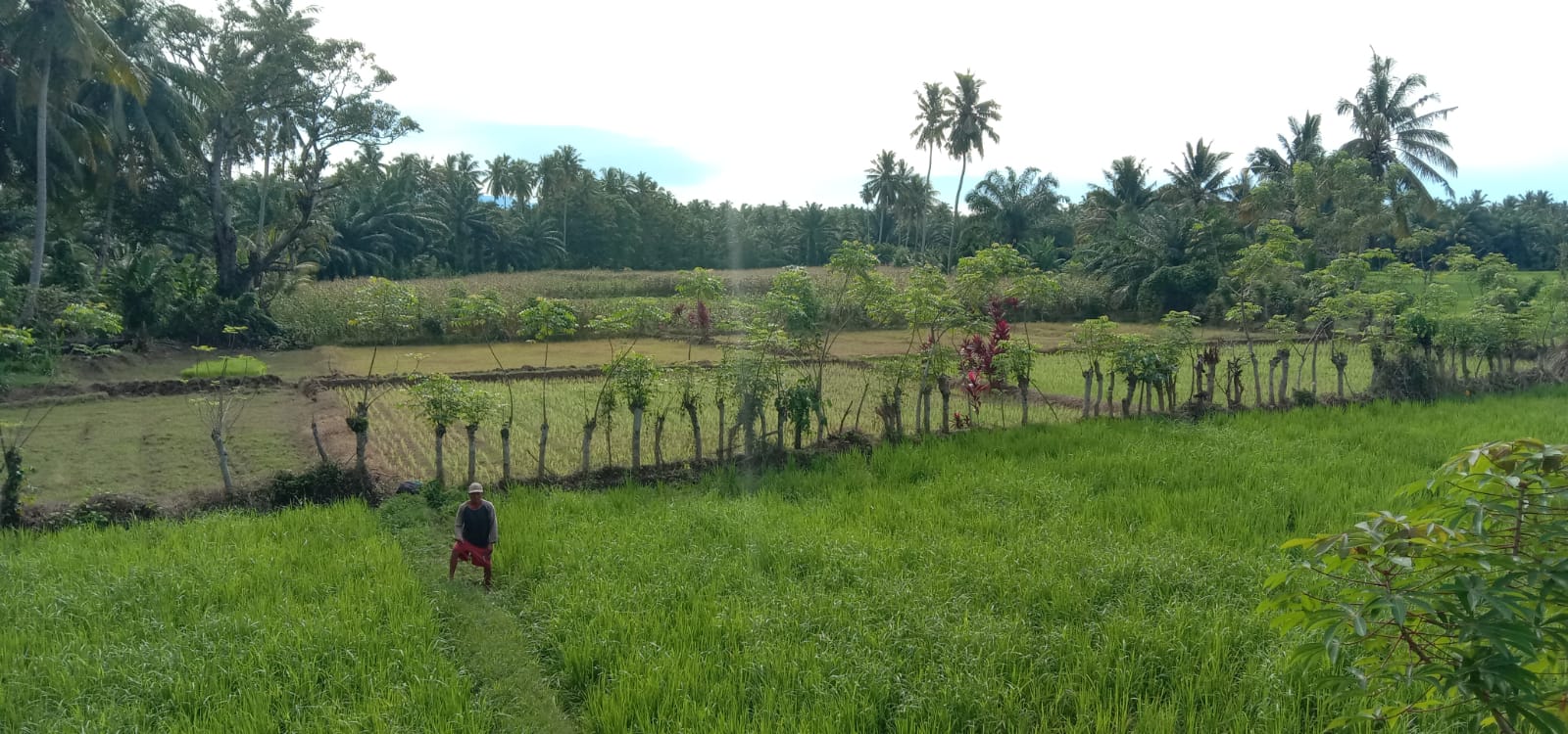 Hama Tikus Resahkan Petani di Bengkulu Selatan