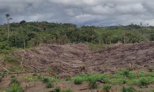 18,35 Persen Usulan Perubahan Kawasan Hutan Bengkulu Disetujui