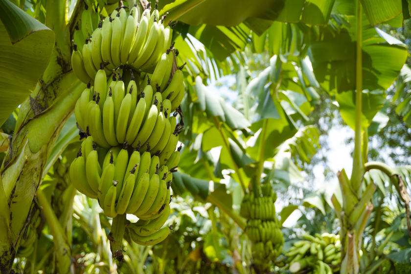 7 Manfaat Makan Pisang Hijau Bagi Kesehatan Tubuh yang Sering Kita Abaikan