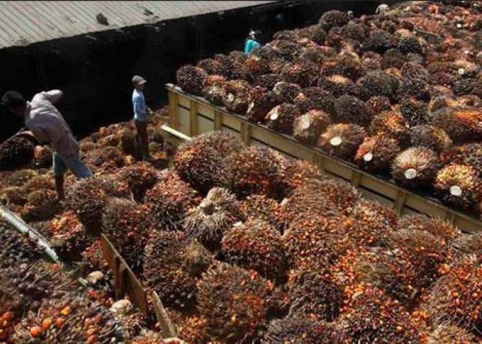 PT BSL Hentikan Sementara Penerimaan TBS Jelang Lebaran, Waktu Libur Dimanfaatkan Perawatan Pabrik