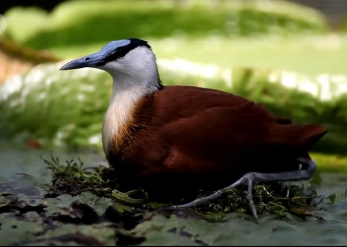 Fakta Unik Burung Jacana Afrika: Penipu Ulung Namun Takut Istri