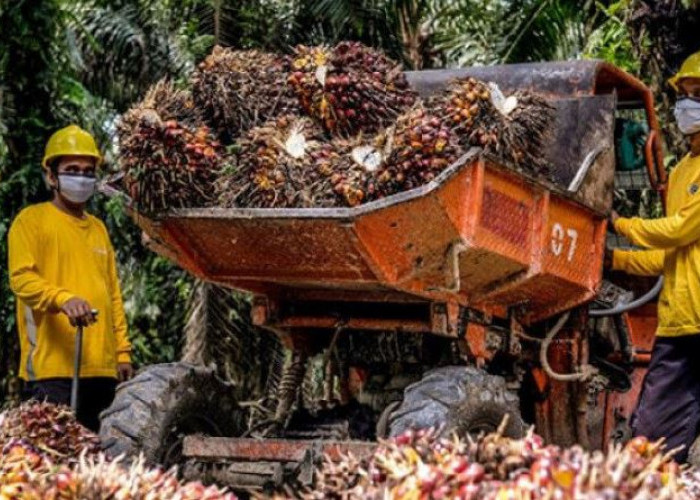 Mau Bagaimanapun Harga TBS Kelapa Sawit di Bengkulu Sulit Naik, Distan Ungkap Penyebab Utamanya