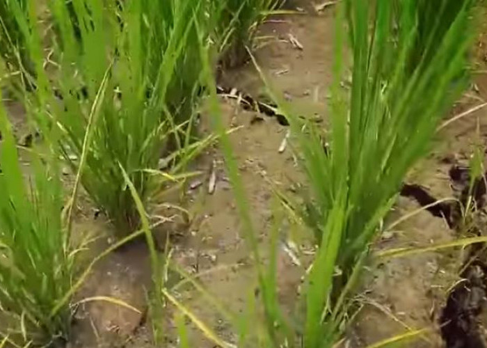 Kemarau Diserati El Nino di Bengkulu, Belasan Hektar Sawah Terancam Gagal Panen, Seperti Ini Kondisinya 