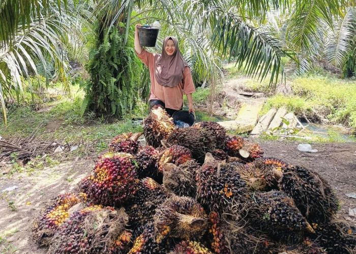 Petani Sawit Bengkulu Selatan Tersenyum, Harga TBS Tembus Rp2.900 per Kg Jelang Lebaran