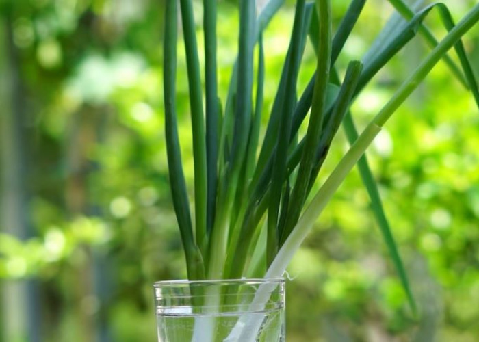 Selain Menambah Rasa dan Aroma Masakan, Berikut 9 Manfaat Daun Bawang untuk Kesehatan