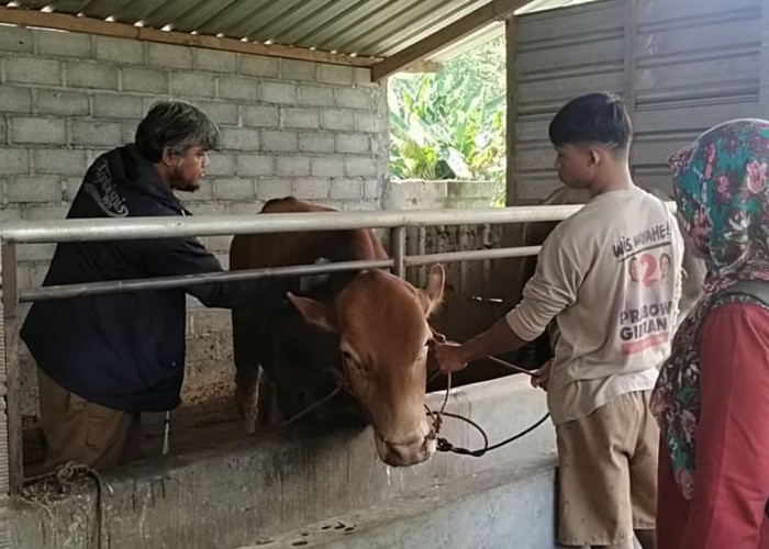 Penyakit Mulut dan Kuku Serang Ratusan Sapi di Seluma, Peternak Waspada! 