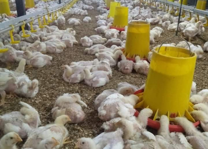 Kado Tahun Baru!!! Harga Daging Ayam Potong Seluruh Indonesia Turun