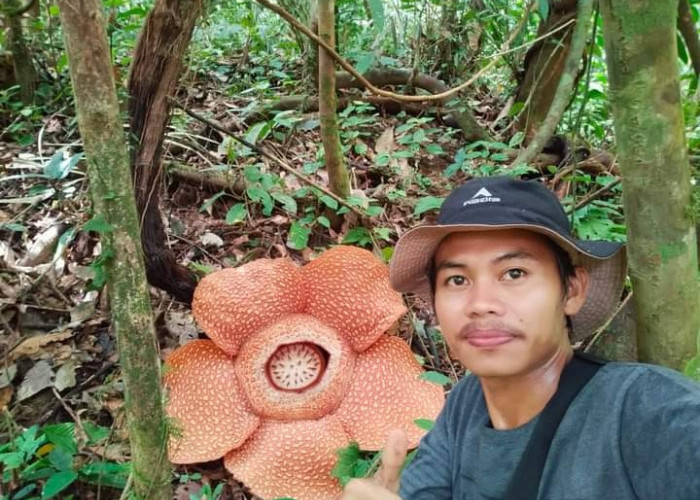 30 Bongkol Bunga Rafflesia Segera Mekar di Bukit Barisan 