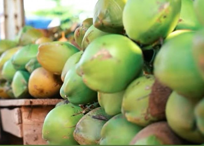 Manfaat dan Batasan Minum Air Kelapa yang Perlu Kamu Tahu!