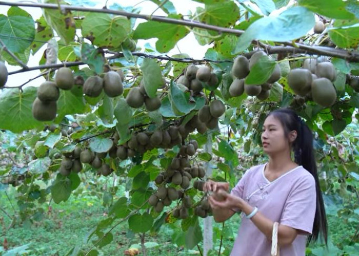 Rendah Gula, Buah Ini Baik Untuk Penderita Diabetes 