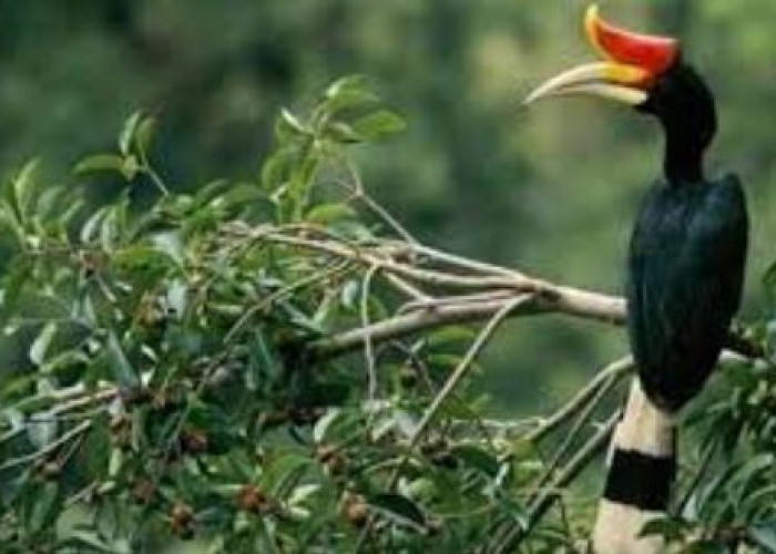Burung Paling Setia Di Dunia, Rela Mati Demi Menjaga Pasangannya Yang Sedang Ngeram, Ini Nama Burungnya